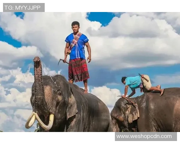 播求与杨建平巅峰对决谁将成为搏击界的新王者